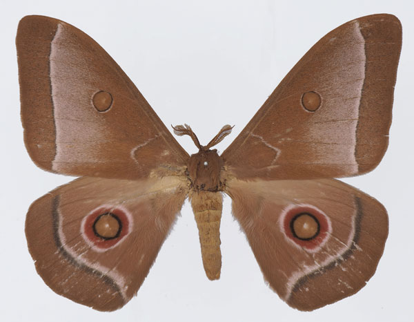 /filer/webapps/moths/media/images/L/licharbas_Bunaeopsis_AM_Basquin_03.jpg