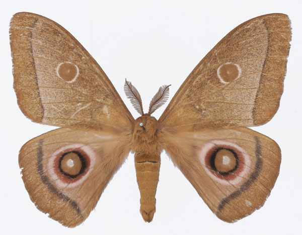 /filer/webapps/moths/media/images/L/licharbas_Bunaeopsis_AM_Basquina.jpg