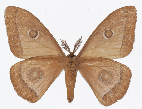 /filer/webapps/moths/media/images/L/licharbas_Bunaeopsis_AM_Basquinb.jpg