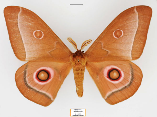/filer/webapps/moths/media/images/L/licharbas_Bunaeopsis_AM_Legrain.jpg