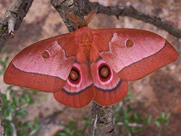 /filer/webapps/moths/media/images/L/licharbas_Bunaeopsis_AM_Wolfe_01.jpg