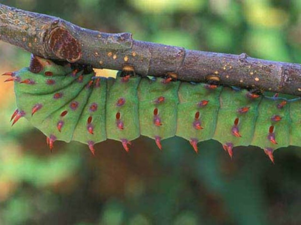/filer/webapps/moths/media/images/L/licharbas_Bunaeopsis_C_Wolfe_01.jpg