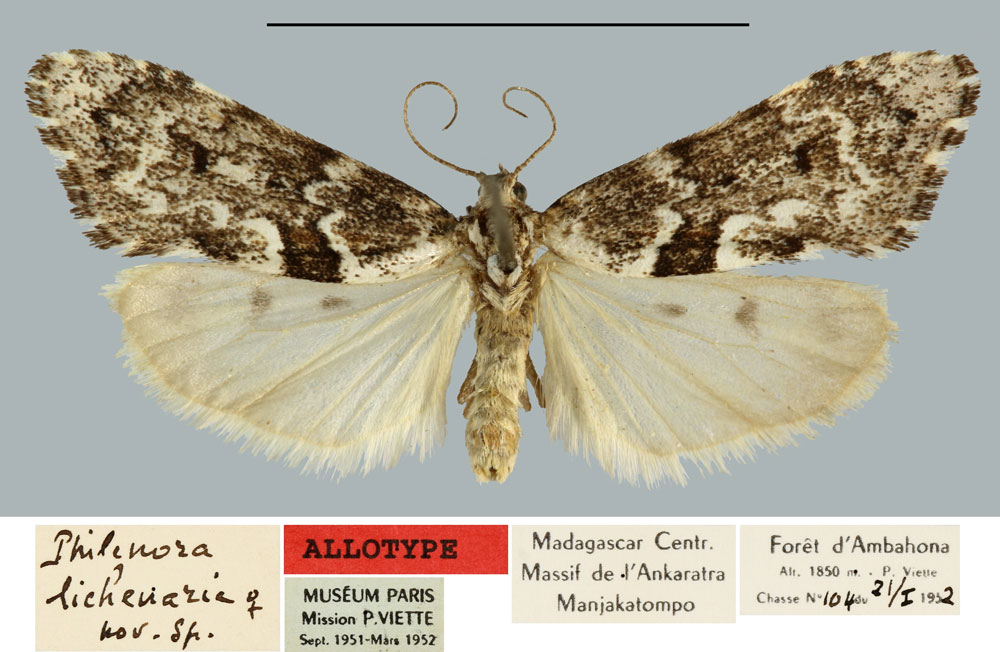 /filer/webapps/moths/media/images/L/lichenaria_Philenora_AT_MNHN.jpg