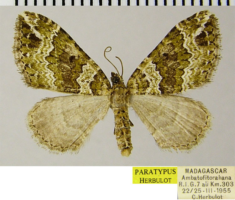 /filer/webapps/moths/media/images/L/lichenarum_Mimoclystia_PTF_ZSM.jpg