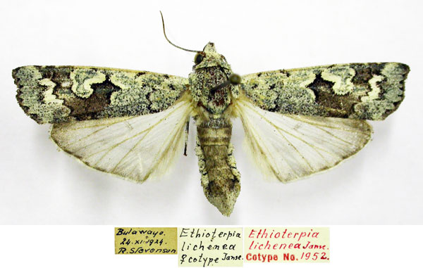 /filer/webapps/moths/media/images/L/lichenea_Ethioterpia_AT_TMSA.jpg