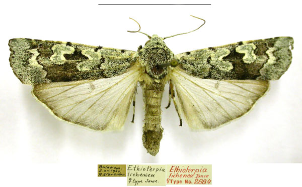 /filer/webapps/moths/media/images/L/lichenea_Ethioterpia_AT_TMSA_4lW3f6m.jpg