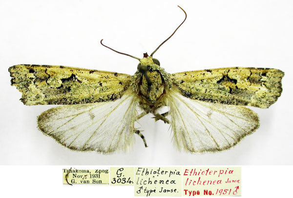 /filer/webapps/moths/media/images/L/lichenea_Ethioterpia_HT_TMSA.jpg