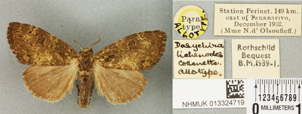 /filer/webapps/moths/media/images/L/lichenodes_Dasychira_AT_BMNHa.jpg