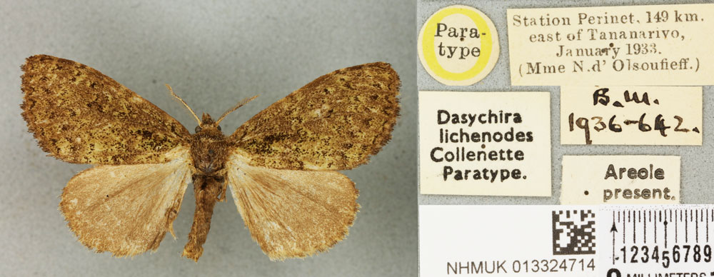/filer/webapps/moths/media/images/L/lichenodes_Dasychira_PTF_BMNHa.jpg