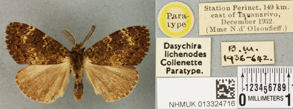 /filer/webapps/moths/media/images/L/lichenodes_Dasychira_PTM_BMNHa.jpg