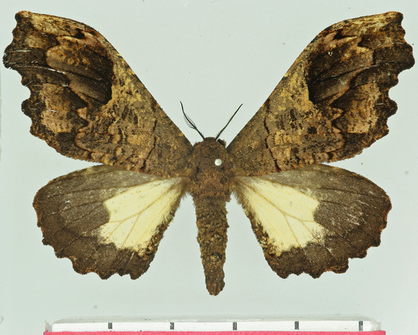 /filer/webapps/moths/media/images/L/lichenodes_Micragone_AF_Basquin.jpg
