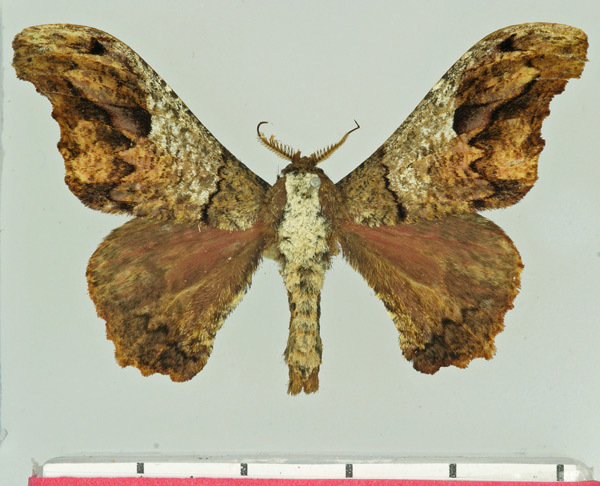 /filer/webapps/moths/media/images/L/lichenodes_Micragone_AM_Basquin.jpg