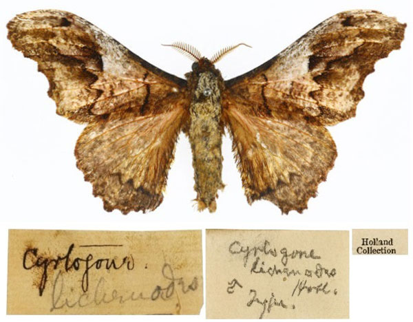 /filer/webapps/moths/media/images/L/lichenodes_Micragone_HT_CMP_01.jpg