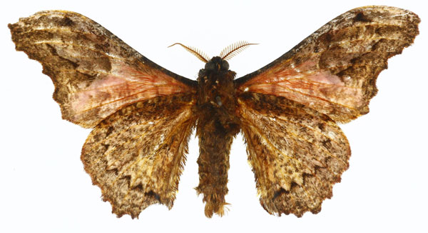 /filer/webapps/moths/media/images/L/lichenodes_Micragone_HT_CMP_02.jpg