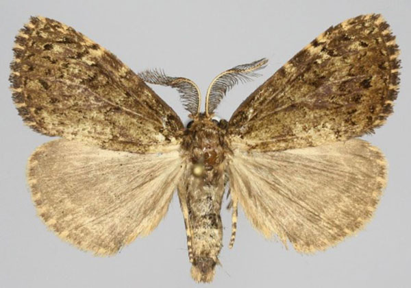 /filer/webapps/moths/media/images/L/lichenodes_Volana_AM_Golovizina.jpg