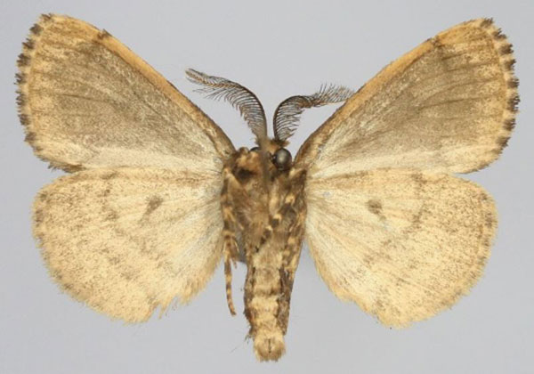 /filer/webapps/moths/media/images/L/lichenodes_Volana_AM_Golovizinb.jpg