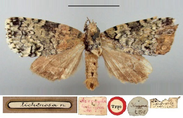 /filer/webapps/moths/media/images/L/lichenosa_Acronycta_HT_BMNH.jpg