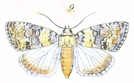 /filer/webapps/moths/media/images/L/lichenosa_Blenina_Felder_100_9.jpg