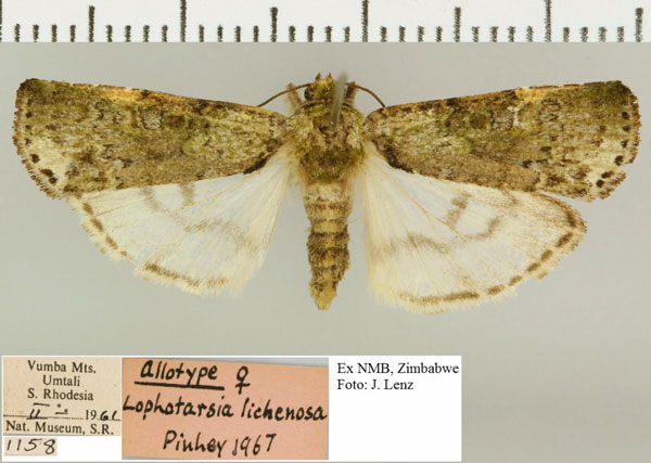 /filer/webapps/moths/media/images/L/lichenosa_Lophotarsia_AT_NMB.jpg