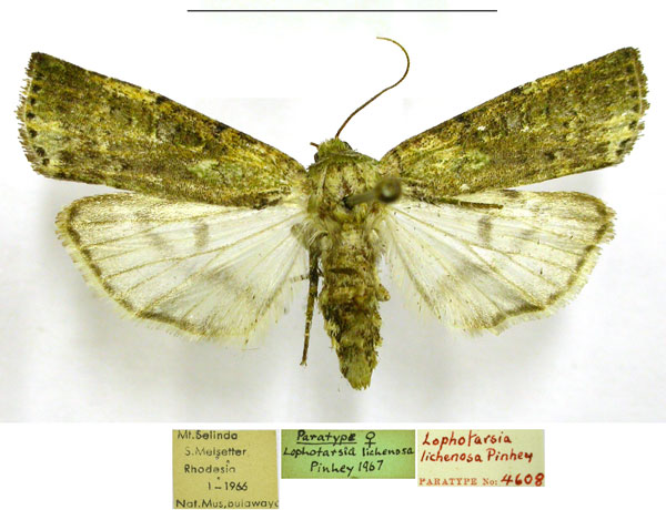 /filer/webapps/moths/media/images/L/lichenosa_Lophotarsia_PTF_TMSA.jpg