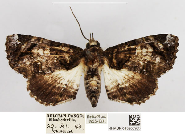 /filer/webapps/moths/media/images/L/lichenosa_Perciana_AF_NHMUK.jpg