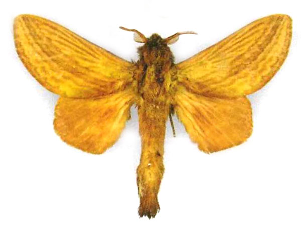 /filer/webapps/moths/media/images/L/licrisonia_Cheligium_PTM_NHMUK.jpg