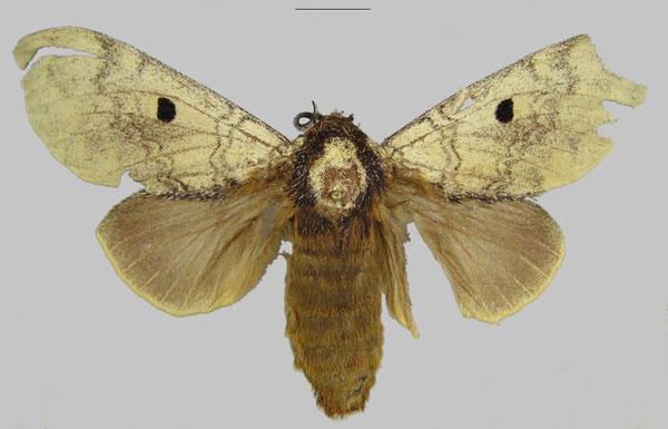 /filer/webapps/moths/media/images/L/lidia_Gastroplakaeis_PTF_RMCA.jpg