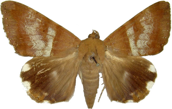 /filer/webapps/moths/media/images/L/lienardi_Achaea_AF_MCJM.jpg