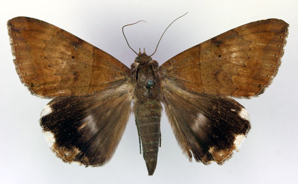 /filer/webapps/moths/media/images/L/lienardi_Achaea_AF_RMCA.jpg