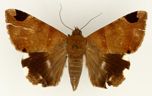/filer/webapps/moths/media/images/L/lienardi_Achaea_AF_TMSA_01.jpg