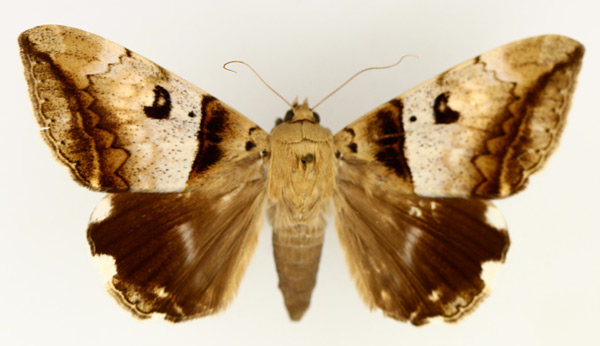 /filer/webapps/moths/media/images/L/lienardi_Achaea_AF_TMSA_02.jpg