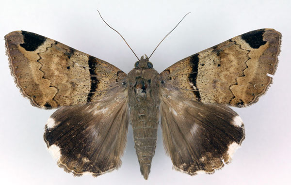 /filer/webapps/moths/media/images/L/lienardi_Achaea_AM_RMCA.jpg