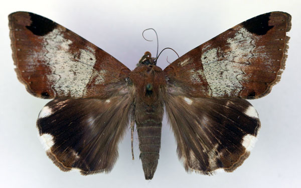 /filer/webapps/moths/media/images/L/lienardi_Achaea_AM_RMCA_02.jpg