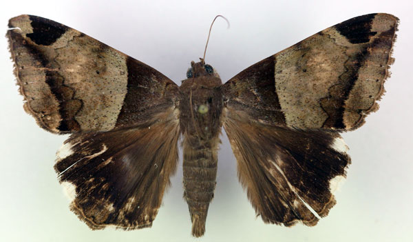 /filer/webapps/moths/media/images/L/lienardi_Achaea_AM_RMCA_03.jpg