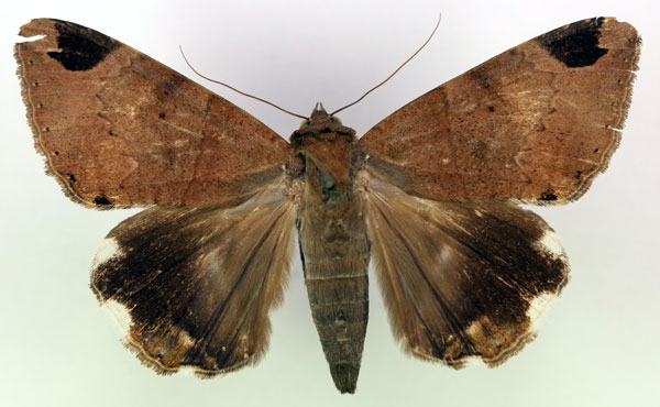 /filer/webapps/moths/media/images/L/lienardi_Achaea_AM_RMCA_04.jpg