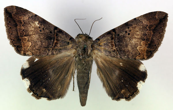 /filer/webapps/moths/media/images/L/lienardi_Achaea_AM_RMCA_05.jpg