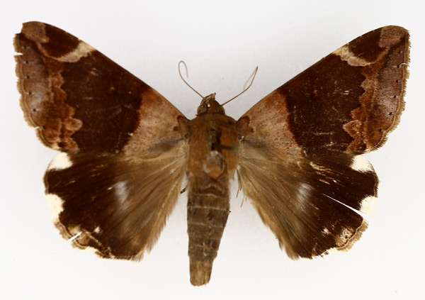 /filer/webapps/moths/media/images/L/lienardi_Achaea_AM_TMSA_01.jpg