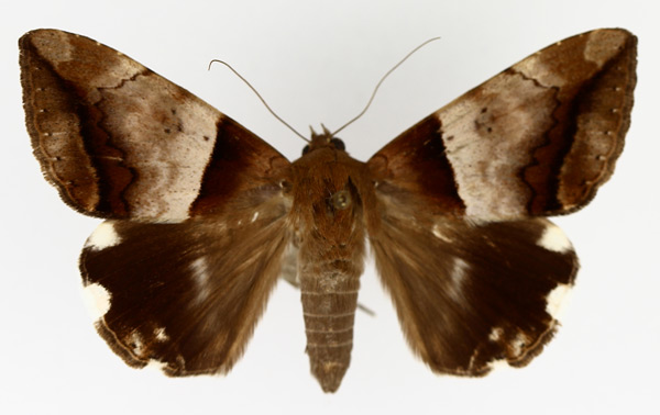 /filer/webapps/moths/media/images/L/lienardi_Achaea_AM_TMSA_02.jpg