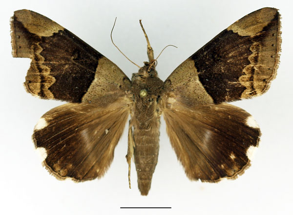 /filer/webapps/moths/media/images/L/lienardi_Achaea_A_Basquin.jpg