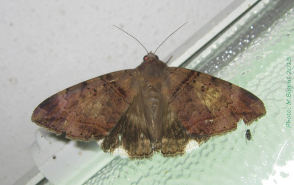 /filer/webapps/moths/media/images/L/lienardi_Achaea_A_Bippus.jpg