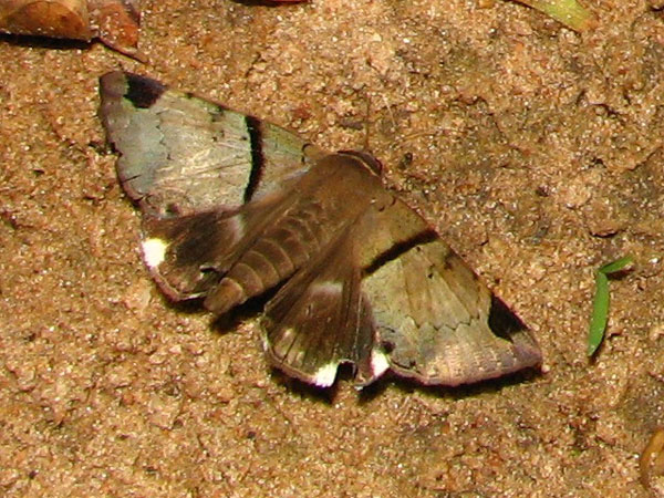/filer/webapps/moths/media/images/L/lienardi_Achaea_A_Goff.jpg