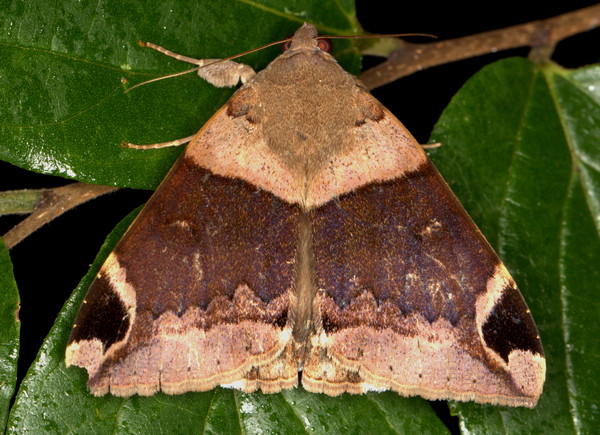 /filer/webapps/moths/media/images/L/lienardi_Achaea_A_Heyns_01.jpg