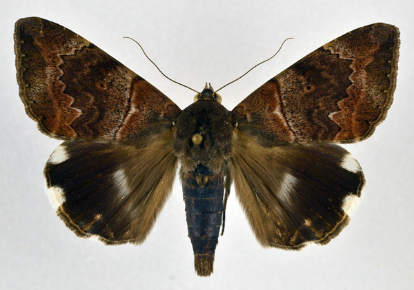 /filer/webapps/moths/media/images/L/lienardi_Achaea_A_NHMO.jpg