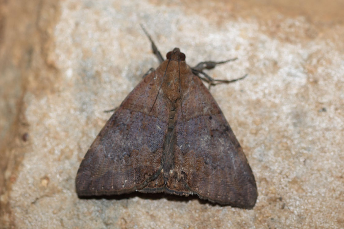 /filer/webapps/moths/media/images/L/lienardi_Achaea_A_Voaden_01.jpg
