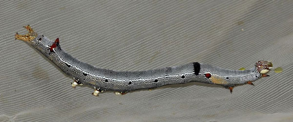 /filer/webapps/moths/media/images/L/lienardi_Achaea_C_Klimsa.jpg