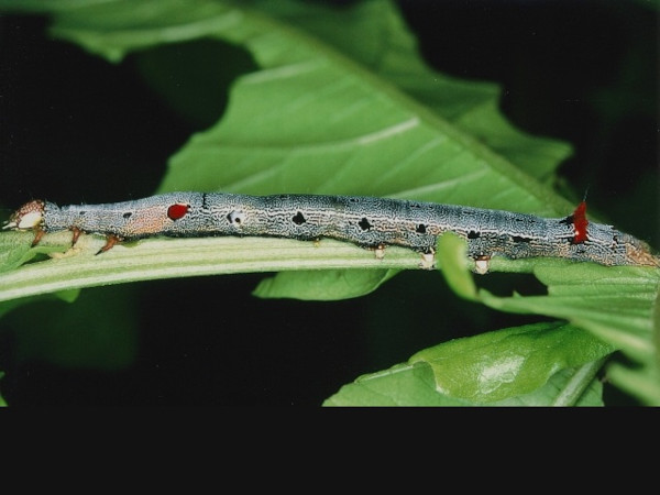 /filer/webapps/moths/media/images/L/lienardi_Achaea_C_Roland.jpg