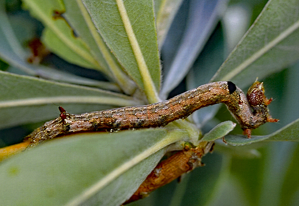 /filer/webapps/moths/media/images/L/lienardi_Achaea_C_Roland_01.jpg
