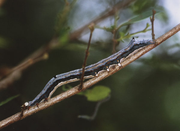/filer/webapps/moths/media/images/L/lienardi_Achaea_C_Roland_19.jpg