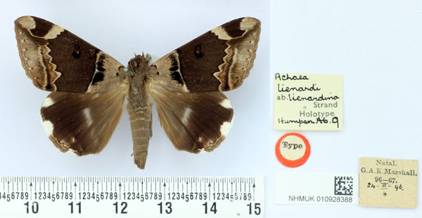 /filer/webapps/moths/media/images/L/lienardina_Achaea_HT_BMNH.jpg