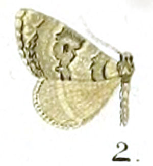 /filer/webapps/moths/media/images/L/lightfooti_Eupithecia_HT_Prout_17-2.jpg